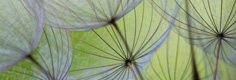 Image:  Close up of dandelion seed head